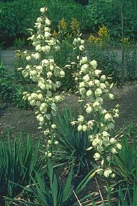 ЮККА нитчатая