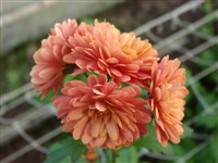 Юбилейная [Род дендрантема – Dendranthema (DC.) Desmoul]