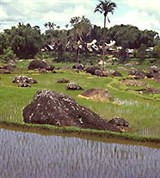 Юго-восточная Азия (рисовые поля)