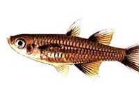 Южная Синеглазка (рисунок)