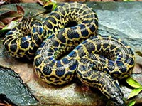 Южная анаконда (Eunectes notaeus)