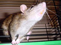 Южноафриканский хомяк