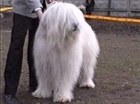 Южнорусская овчарка