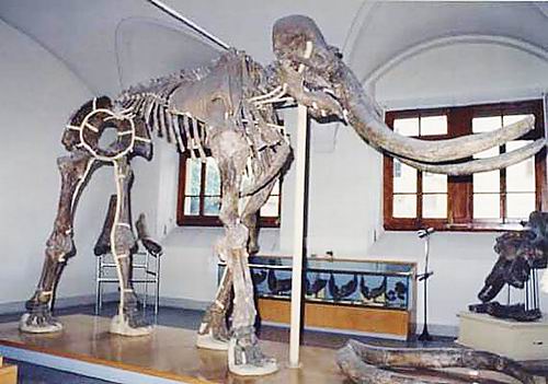 Где живет южный слон. Южный слон в музее Ставрополя. Скелет Южного слона в Ставрополе. Скелет слона в музее Ставрополя. Скелет Южного слона.