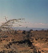 Южный Судан (саванна в районе Джубы)