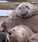 Южный морской слон (группа)