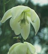 Юкка (соцветие)