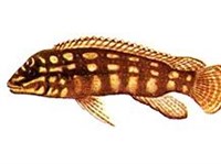 Юлидохромис Марлиера (рисунок)