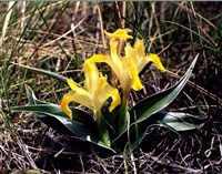 Юнона Фостера – Juno fosteriana (Aitch et Bak) Rodion.