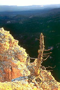 Юта (Рейнбоу-Пойнт)