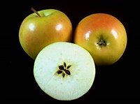 ЯБЛОКО (в ботанике)