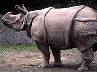 ЯВАНСКИЙ НОСОРОГ (Rhinoceros sondaicus)