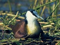 ЯКАНЫ (африканская якана)