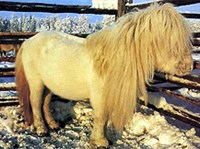 ЯКУТСКАЯ ЛОШАДЬ