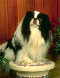 ЯПОНСКИЙ ХИН