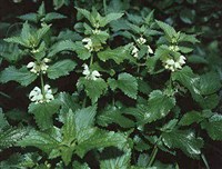 ЯСНОТКА БЕЛАЯ