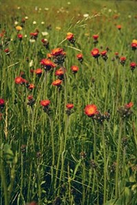 ЯСТРЕБИНКА (заросли)