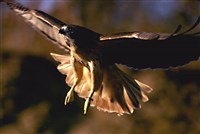 ЯСТРЕБЫ (ястреб в полете)