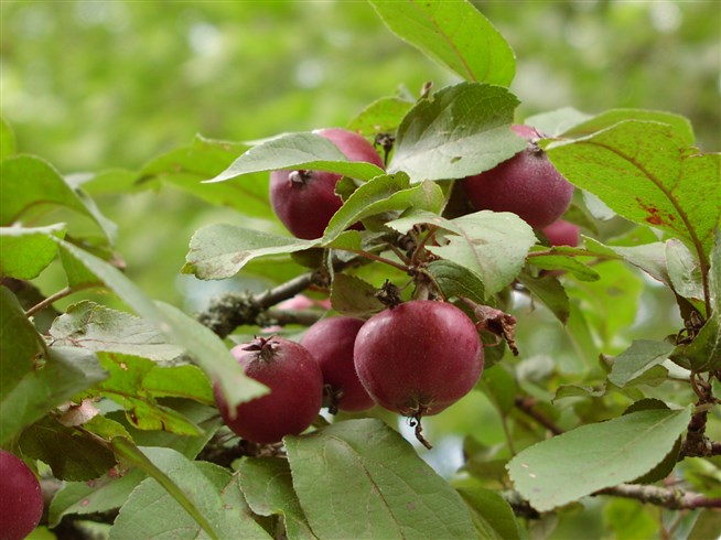 Семена яблони пратта: как выбрать и посадить?