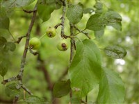Яблоня Арнольда – Malus x arnoldiana (Rehd.) Sarg.