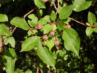 Яблоня Гартвига – Malus x hartwigii Koehne