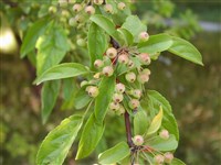 Яблоня Зибольда – Malus sieboldii (Reg.) Rehd.