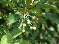 Яблоня Саржента – Malus sargentii Rehd. (1)