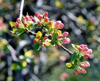 Яблоня Сиверса – Malus sieversii (Idb.) M.Roem. (1)