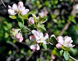 Яблоня Сиверса – Malus sieversii (Idb.) M.Roem. (2)