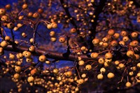 Яблоня Холла – Malus halliana Koehne