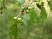 Яблоня Цуми – Malus x zumi (Matsum.) Rehd.