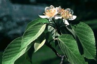 Яблоня Чоноски – Malus tschonoskii (Maxim.) Schneid.