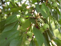 Яблоня Шейдекера – Malus x schiedeckeri Soach.ex Zab.