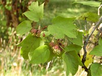 Яблоня ганьсунская – Malus kansuensis (Batal.) Schneid.