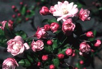 Яблоня замечательная – Malus spectabilis (Ait.) Borkh.