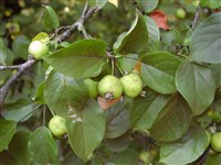 Яблоня лесная, европейская – Malus sylvestris (L.) Mill.