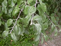 Яблоня низкая, обыкновенная, дикий крэб – Malus pumila Mill. (1)