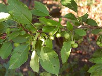 Яблоня пурпурная – Malus x purpurea (Barbier).Rehd. (1)