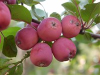 Яблоня сливолистная, китайская, китайка – Malus prunifolia (Willd.) Borkh. (1)