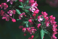 Яблоня темно-красная – Malus x atrosanguinea (Spath.) Schneid.