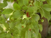 Яблоня торинговидная – Malus toringoides (Rehd.) Hughes. (1)