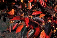 Яблоня хубейская – Malus hupehensis (Pamp) Rehd.