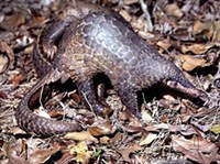 Яванский ящер