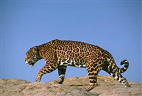 Ягуар (пятнистый)