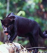 Ягуар (черный)