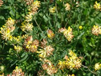 Язвенник целебный, многолистный – Anthyllis vulneraria L. (1)