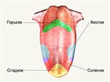 Язык (вкусовые зоны)