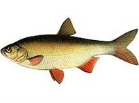 Язь (рисунок)