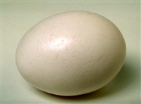 Яйца (полезные советы) (1)