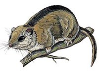 Японская соня (рисунок)